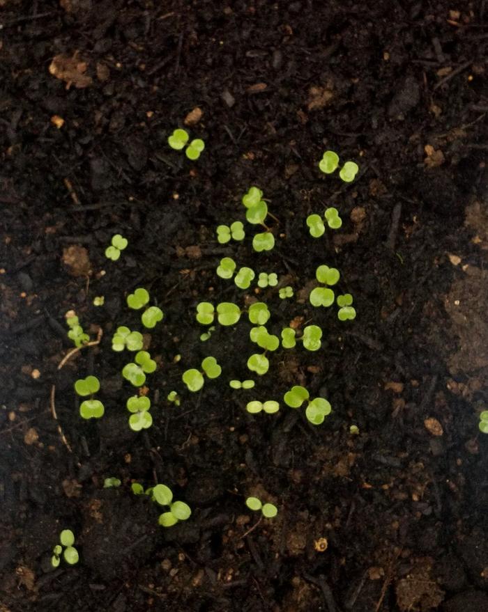 [Thumbnail for first sprouts 2012.jpg]
